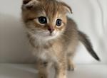 Kibbles - Scottish Fold Kitten For Sale - 