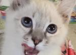 Lynx and flame point siamese kittens - Siamese Kitten For Sale - 