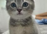 Benny - Scottish Fold Kitten For Sale - Woodstock&comma; GA&comma; US