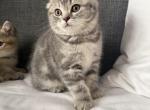 Lara - Scottish Fold Kitten For Sale - Woodstock&comma; GA&comma; US