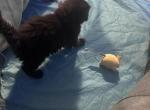 Diego of Donnelly - Maine Coon Kitten For Sale - Port Clinton&comma; OH&comma; US