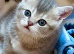 Pixie - Scottish Straight Kitten For Sale - Woodstock&comma; GA&comma; US