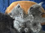 Joan of Donnelly - Maine Coon Kitten For Sale - 