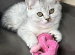 Prince - Scottish Straight Kitten For Sale - Woodstock&comma; GA&comma; US