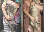 Tabby&Ash - Maine Coon Kitten For Sale - KS&comma; US