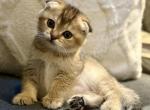 Duchess - Scottish Fold Kitten For Sale - Woodstock&comma; GA&comma; US