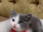 Beautiful kittens - British Shorthair Kitten For Sale - Dearborn Heights&comma; MI&comma; US