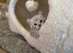 Spring Highlander kittens - Highlander Kitten For Sale - Bridgeton&comma; NJ&comma; US