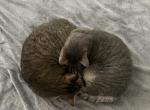 Smokey & Apollo - American Shorthair Cat For Sale - Tomball&comma; TX&comma; US