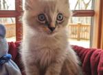 Ragdoll Purebred Maggy May's Litter Male 3 - Ragdoll Kitten For Sale - Dousman&comma; WI&comma; US