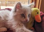 Ragdoll Purebred Maggy May's Litter Male 1 - Ragdoll Kitten For Sale - Dousman&comma; WI&comma; US