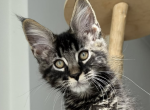Igor - Maine Coon Kitten For Sale - Brighton&comma; CO&comma; US