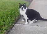 Roxy - Domestic Cat For Adoption - Daytona Beach&comma; FL&comma; US