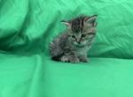 Bella - Domestic Kitten For Sale - 