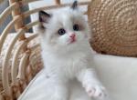 Mochi - Ragdoll Kitten For Sale - 
