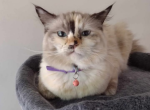 Miso - Ragdoll Cat For Adoption - Portland&comma; OR&comma; US
