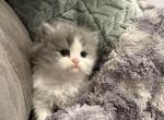 Waffle - Persian Kitten For Sale - Dearborn&comma; MI&comma; US