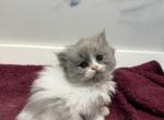 Pancake - Persian Kitten For Sale - 