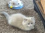 George - Ragdoll Kitten For Sale - Chester&comma; IA&comma; US