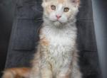 MaineCoonsLove - Maine Coon Kitten For Sale - Winfield&comma; IL&comma; US