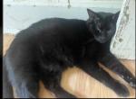 Ace - Domestic Cat For Adoption - New Oxford&comma; PA&comma; US