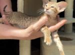 Andriana - Oriental Kitten For Sale - Mooresville&comma; NC&comma; US
