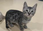Bengal male and female - Bengal Kitten For Sale - Jersey City&comma; NJ&comma; US