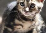 Hunter - Bengal Kitten For Sale - Federal Way&comma; WA&comma; US