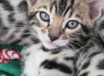 Chanel - Bengal Kitten For Sale - Federal Way&comma; WA&comma; US