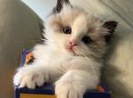 Honey - Ragdoll Kitten For Sale - 