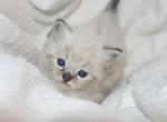 Rosie - Ragdoll Kitten For Sale - New York&comma; NY&comma; US