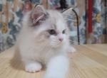 Nyx - Ragdoll Cat For Sale - New York&comma; NY&comma; US