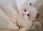 Willow - Ragdoll Kitten For Sale - 