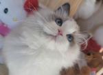 Sapphire - Ragdoll Kitten For Sale - 
