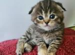 Tiana - Scottish Fold Kitten For Sale - New York&comma; NY&comma; US