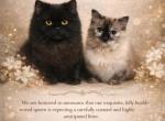 April Showers - Munchkin Kitten For Sale - Aquilla&comma; TX&comma; US