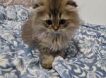 Jr Prince - Scottish Fold Kitten For Sale - 