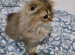 Jr Prince - Scottish Fold Kitten For Sale - 
