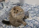 Jr Prince - Scottish Fold Kitten For Sale - Cleveland&comma; OH&comma; US