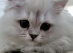 Jr Almaz - Scottish Fold Kitten For Sale - Cleveland&comma; OH&comma; US