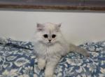Jr Almaz - Scottish Fold Kitten For Sale - Cleveland&comma; OH&comma; US