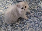 Jr Almaz - Scottish Fold Kitten For Sale - Cleveland&comma; OH&comma; US