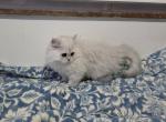 Jr Almaz - Scottish Fold Kitten For Sale - Cleveland&comma; OH&comma; US