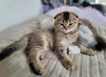 Wisker - Scottish Fold Kitten For Sale - 