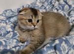 Wisker - Scottish Fold Kitten For Sale - Cleveland&comma; OH&comma; US