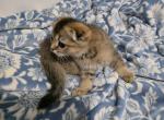 Wisker - Scottish Fold Kitten For Sale - Cleveland&comma; OH&comma; US