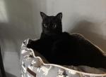 Binxx - Domestic Cat For Adoption - Orlando&comma; FL&comma; US