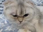 Snezjana - Scottish Fold Cat For Sale - Cleveland&comma; OH&comma; US