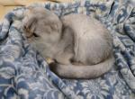 Snezjana - Scottish Fold Cat For Sale - Cleveland&comma; OH&comma; US