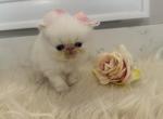 Snowball  babies - Persian Kitten For Sale - Cumming&comma; GA&comma; US